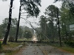 Storm damage fallen trees